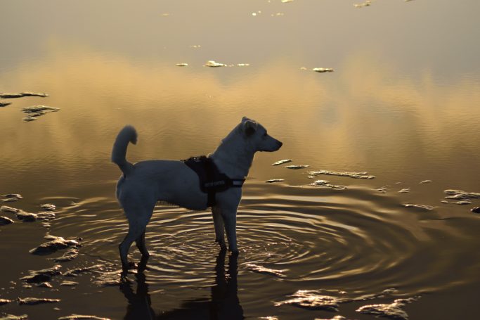 Yuki